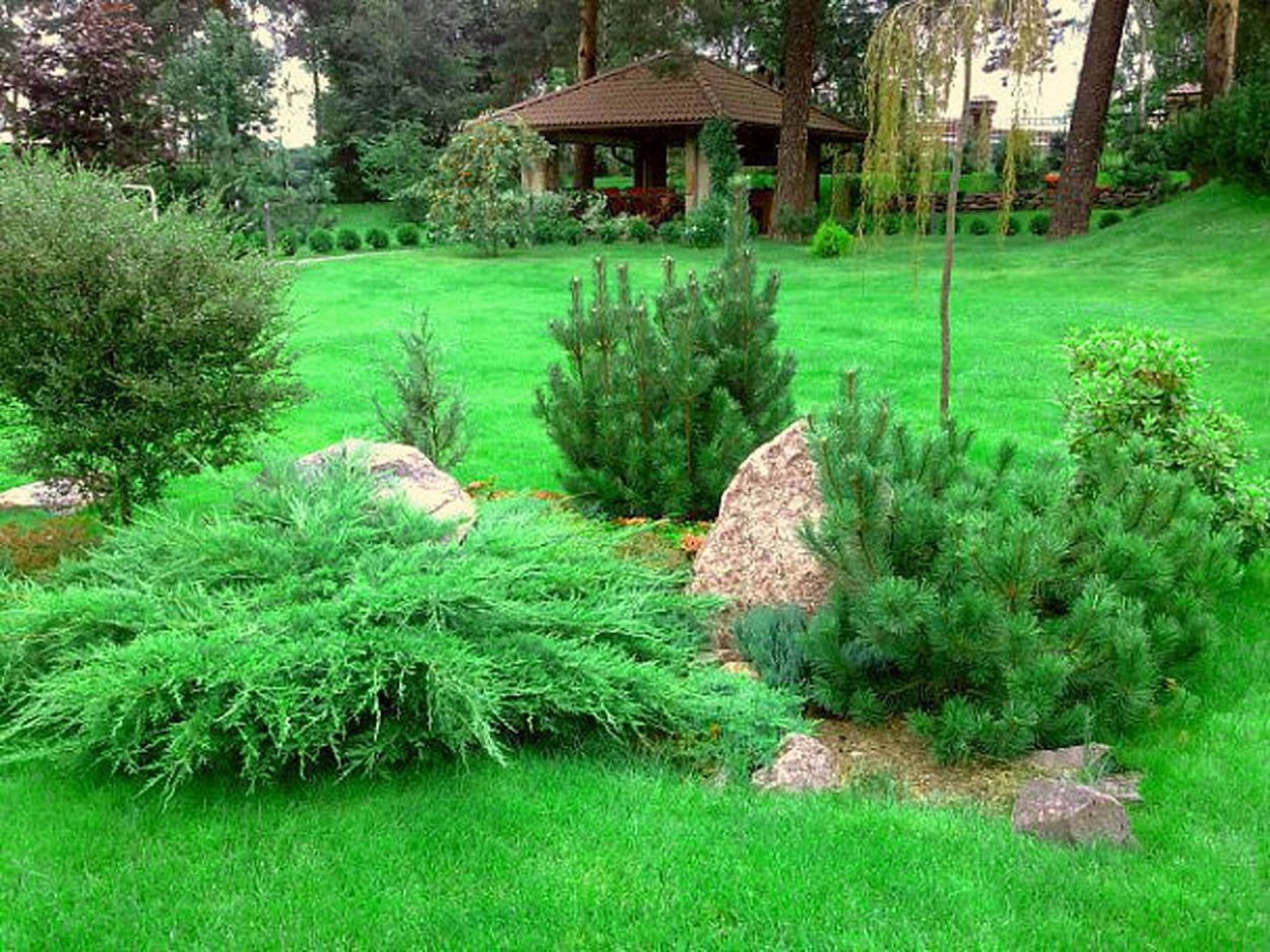 Туя Еллоу Риббон в миксбордере