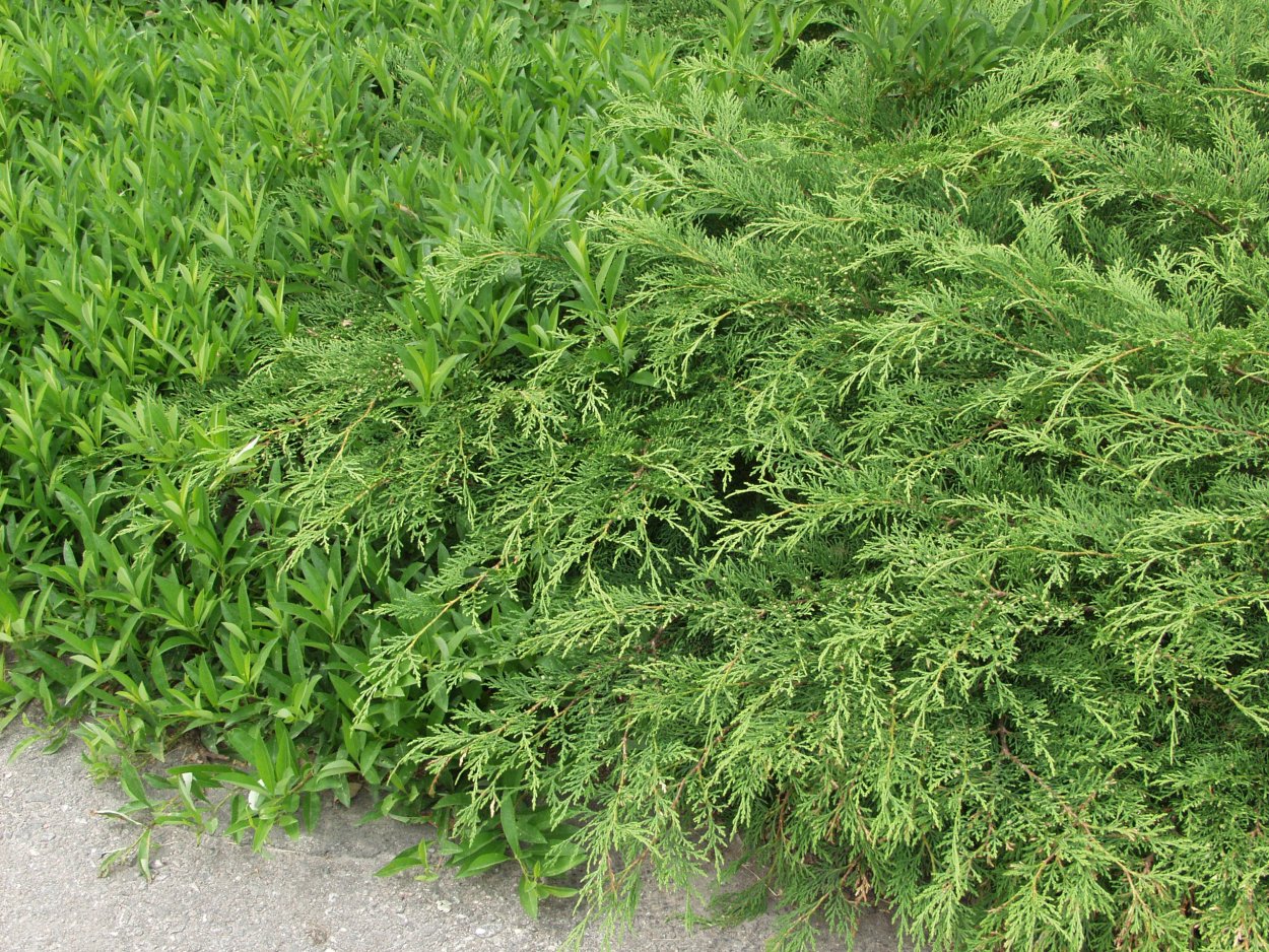 Вейник и шалфей