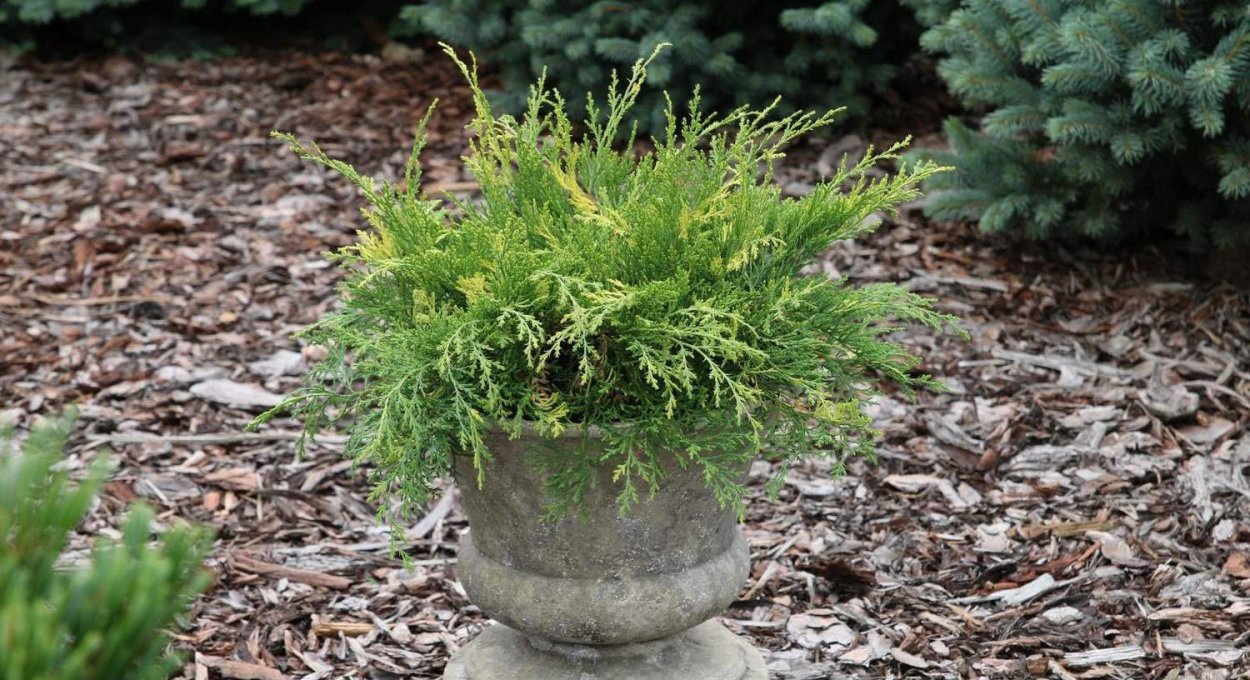 Микробиота перекрестнопарная Carnival