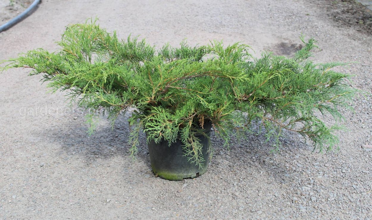 Тсуга канадская