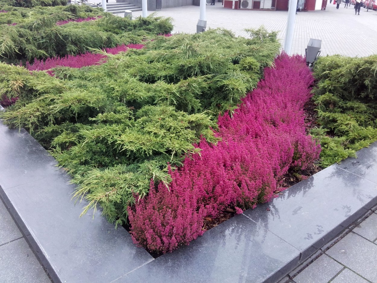 Блю чип можжевельник рокарий