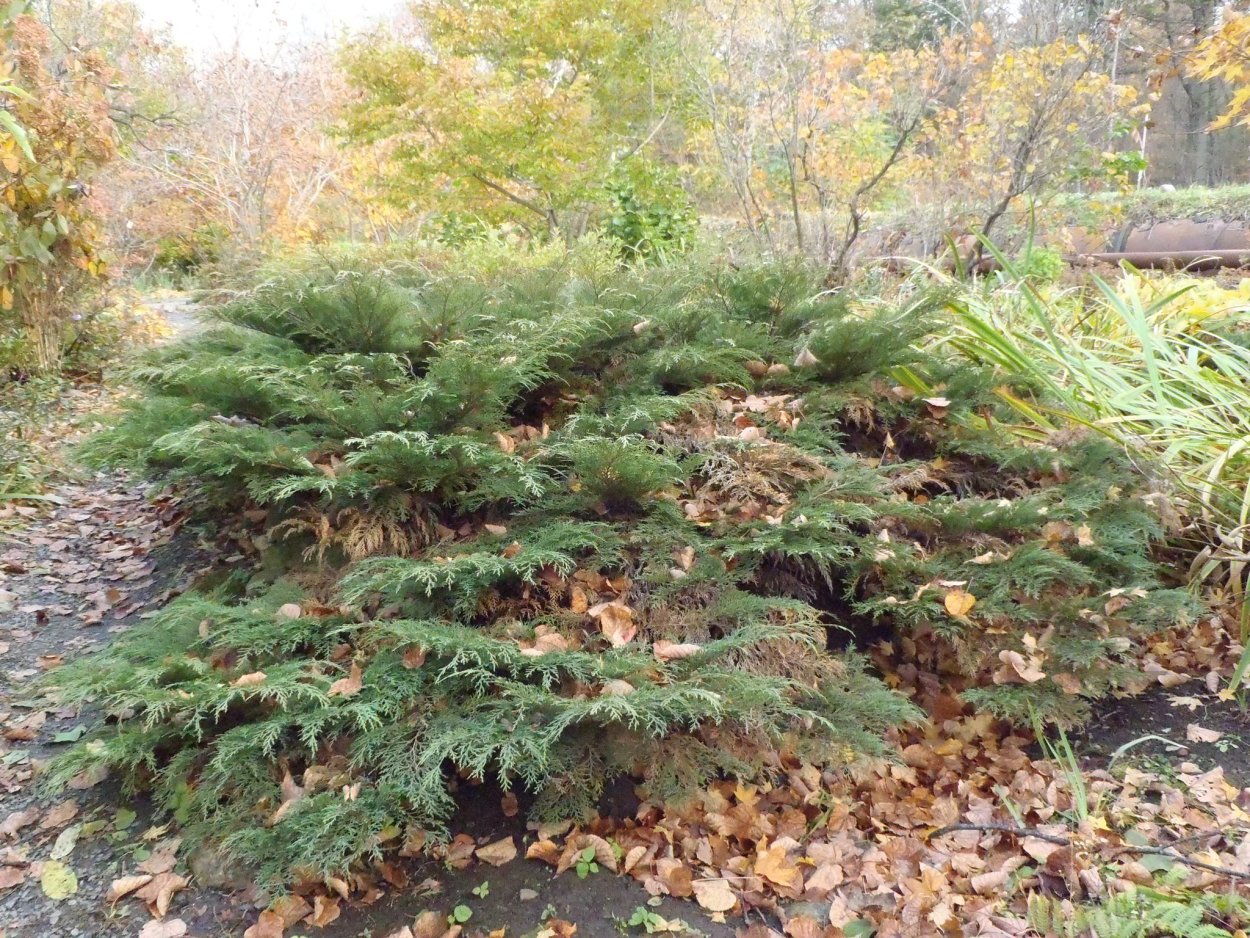 Микробиота Лукас