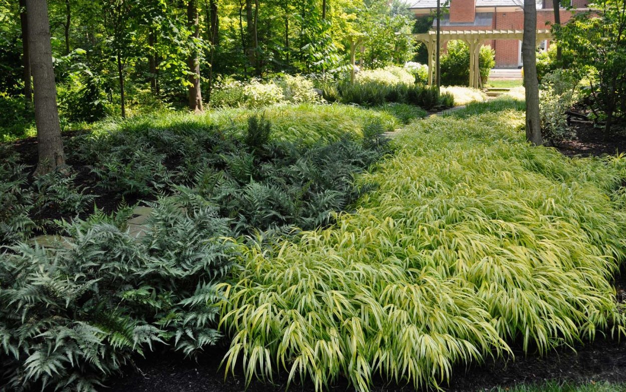 Можжевельник Маджестик