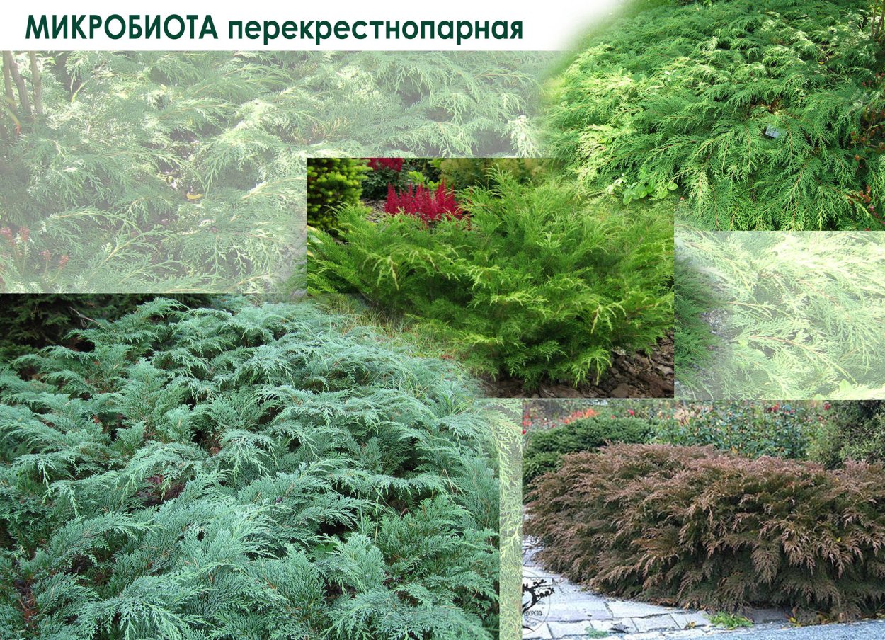 Микробиота Бенетацо