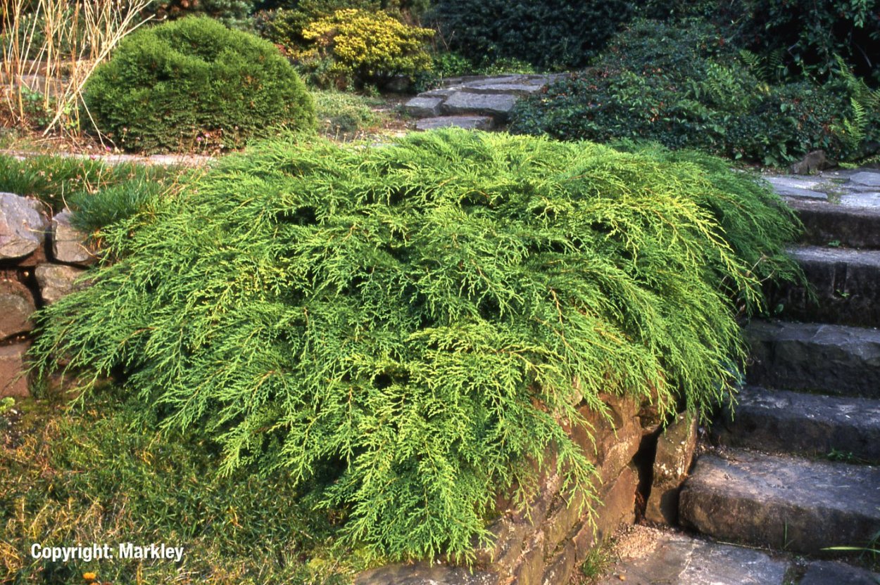 Микробиота можжевельник