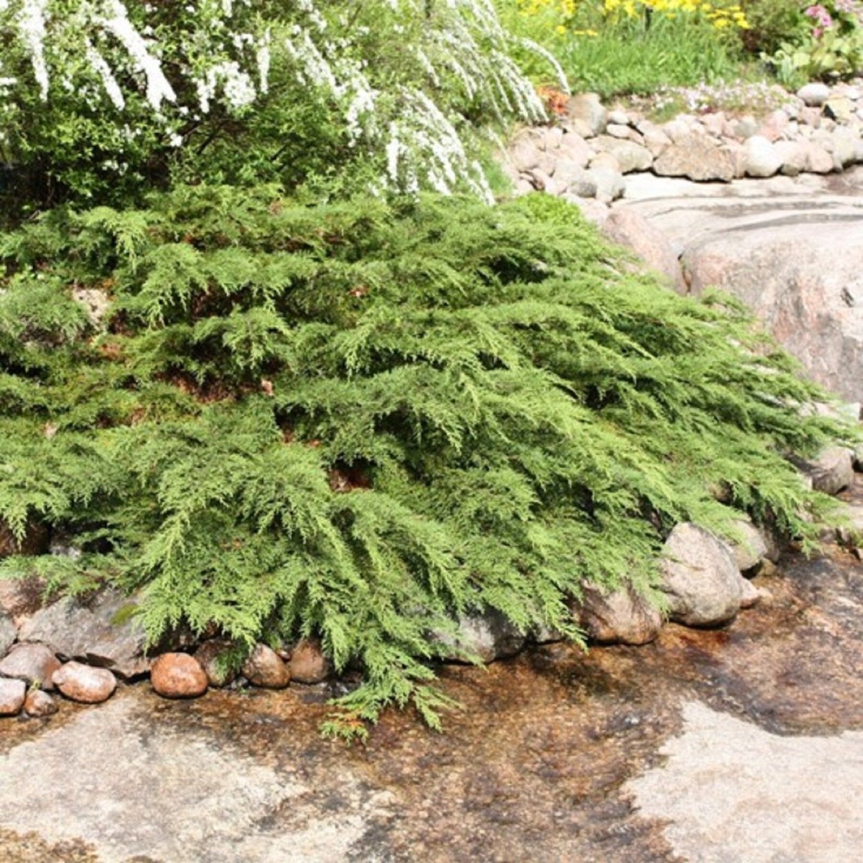 Тсуга канадская Tsuga canadensis