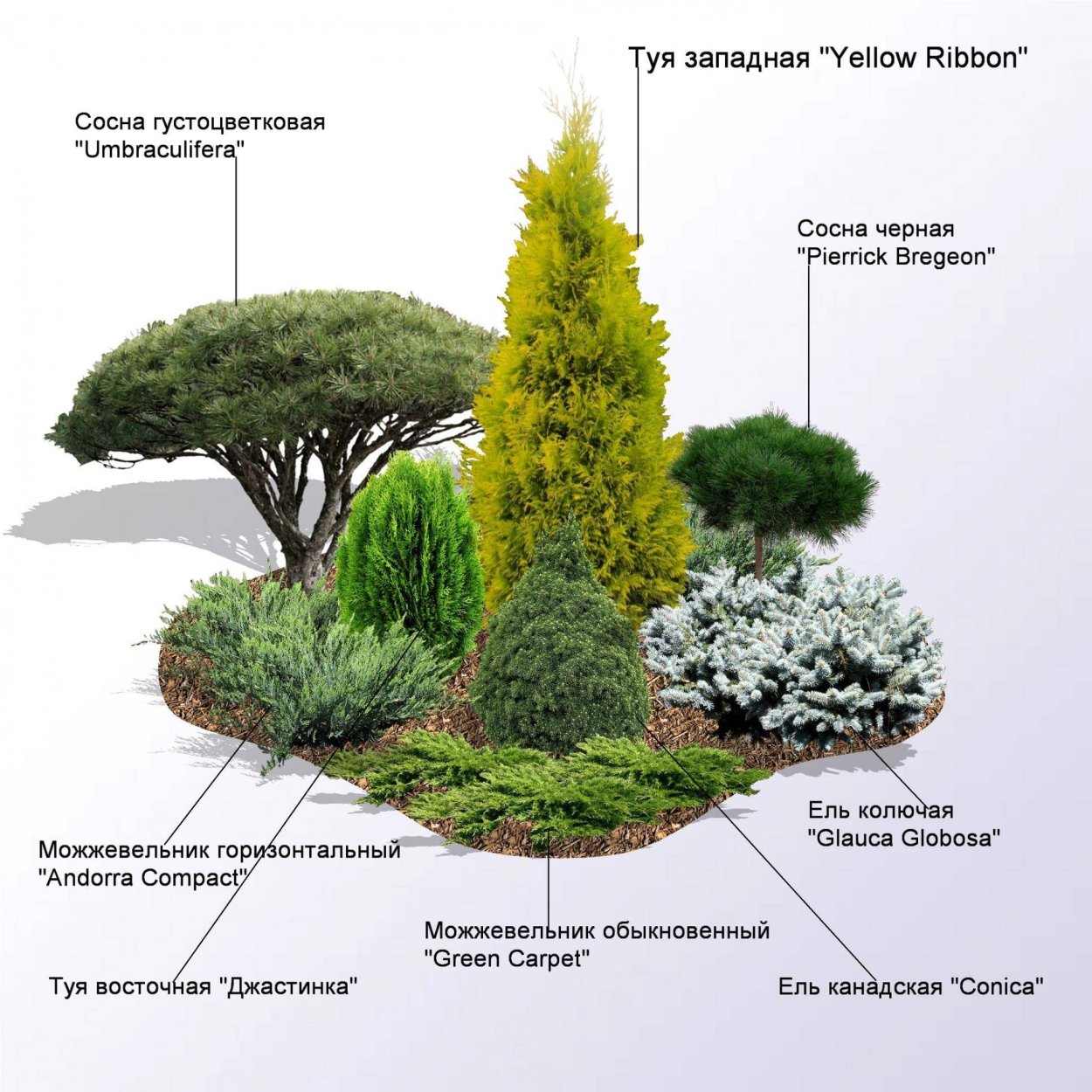 Ель Коника, можжевельник, спирея