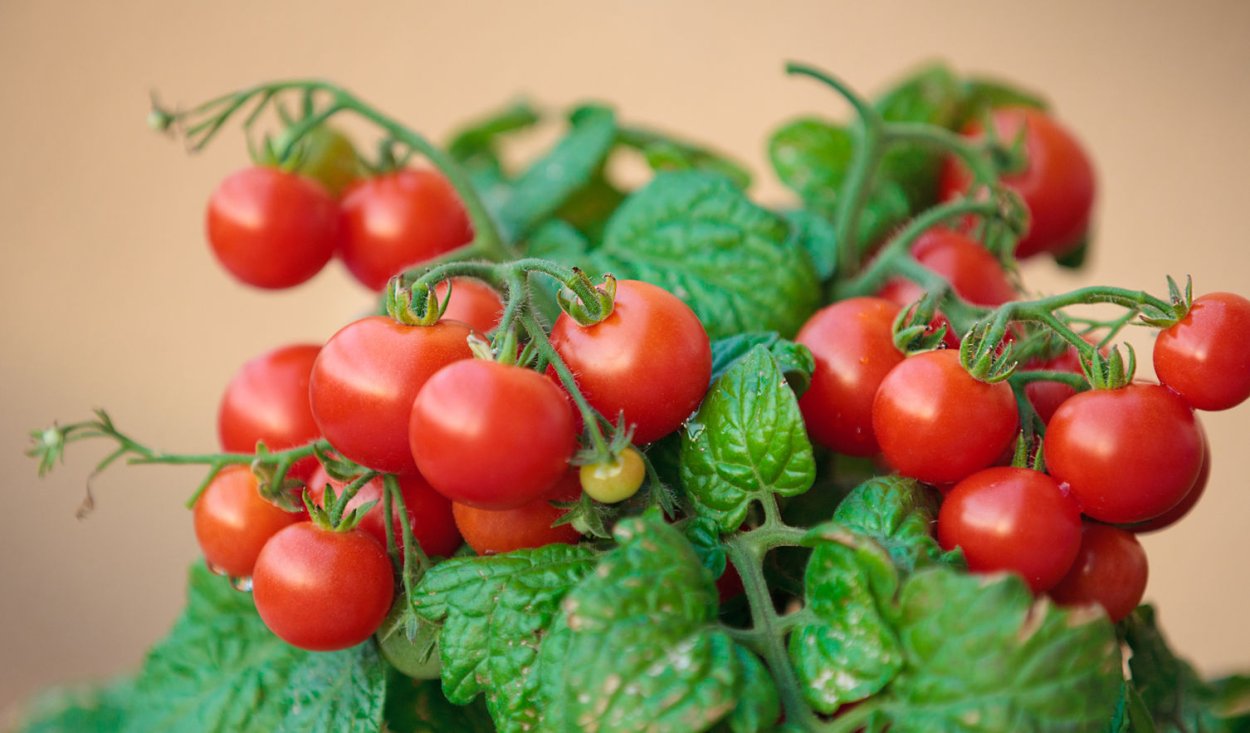 Томат черри куст