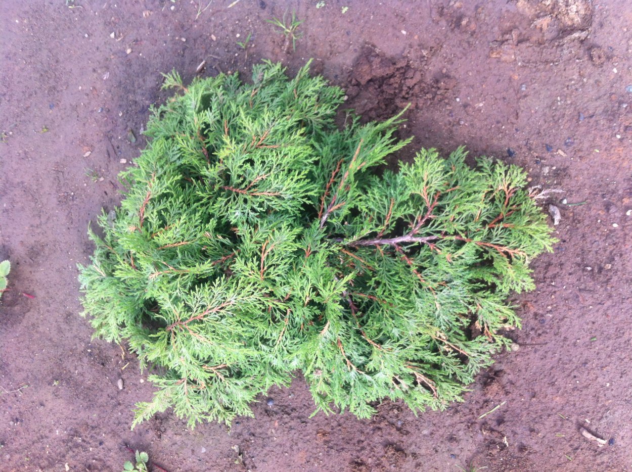 Микробиота хвойник