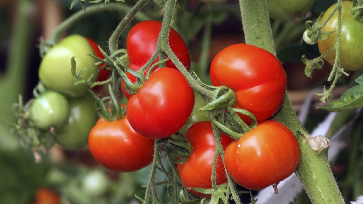 Сорт помидор Санька