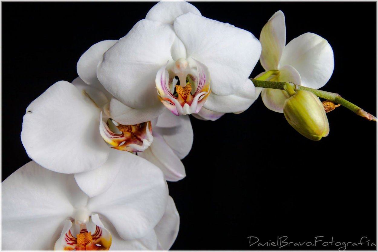 Сортовой фаленопсис белый с большими усиками