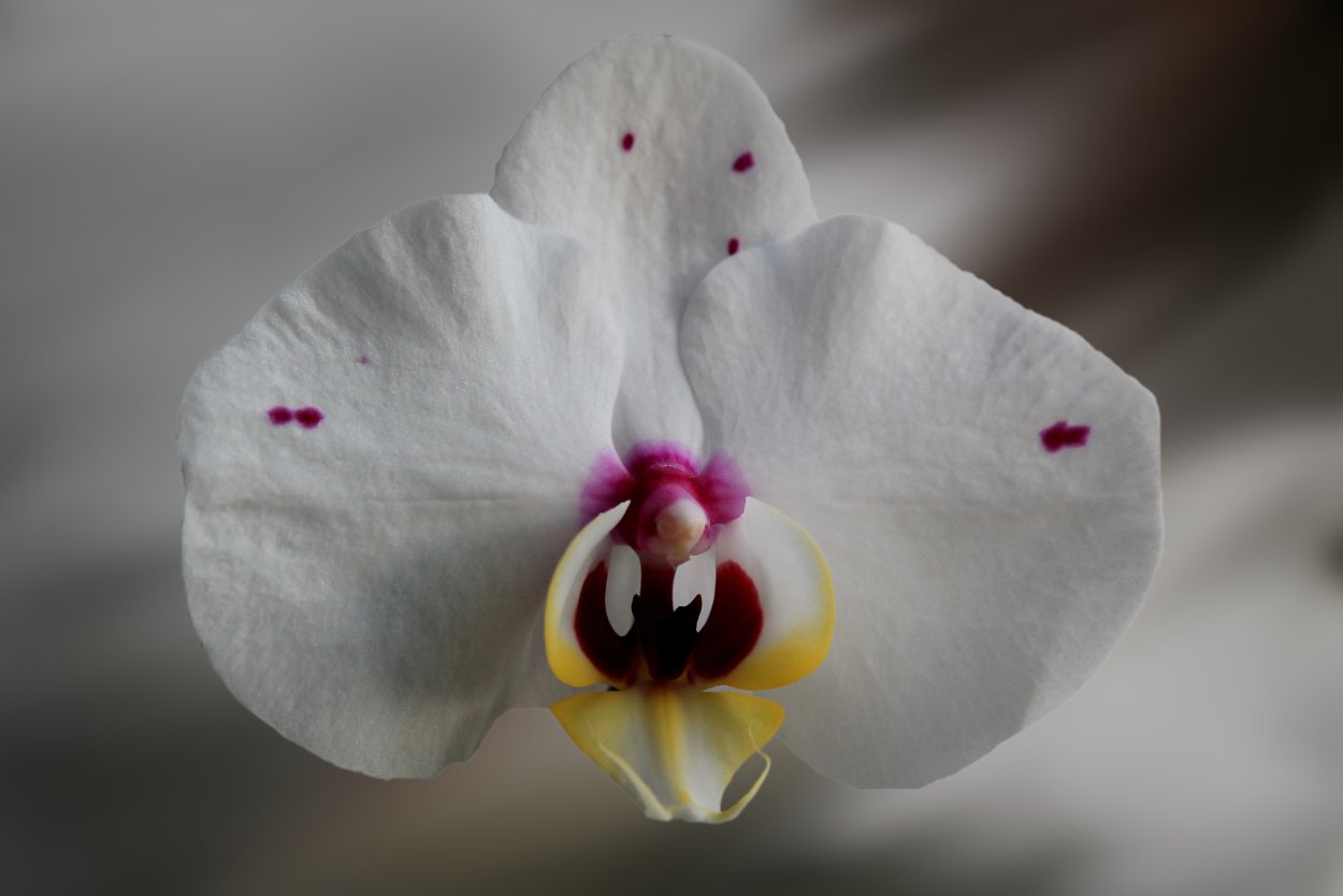 Орхидея Phalaenopsis Ikaria