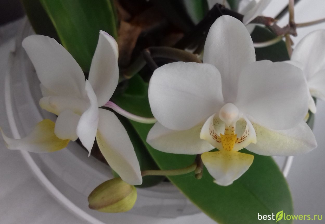 Орхидея Phalaenopsis Амальфи