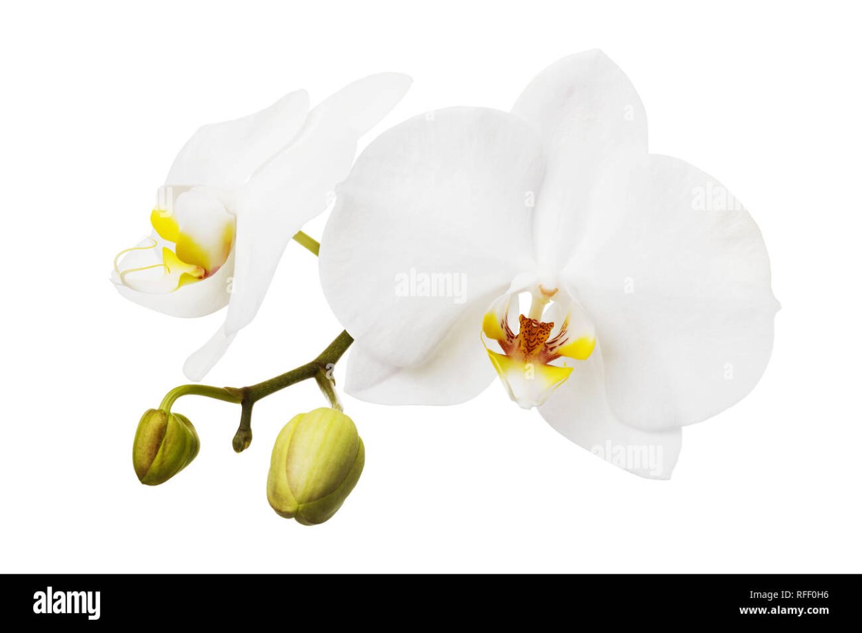Орхидея Phalaenopsis Salinas