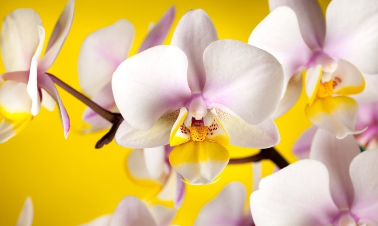 Фаленопсис Sensation White