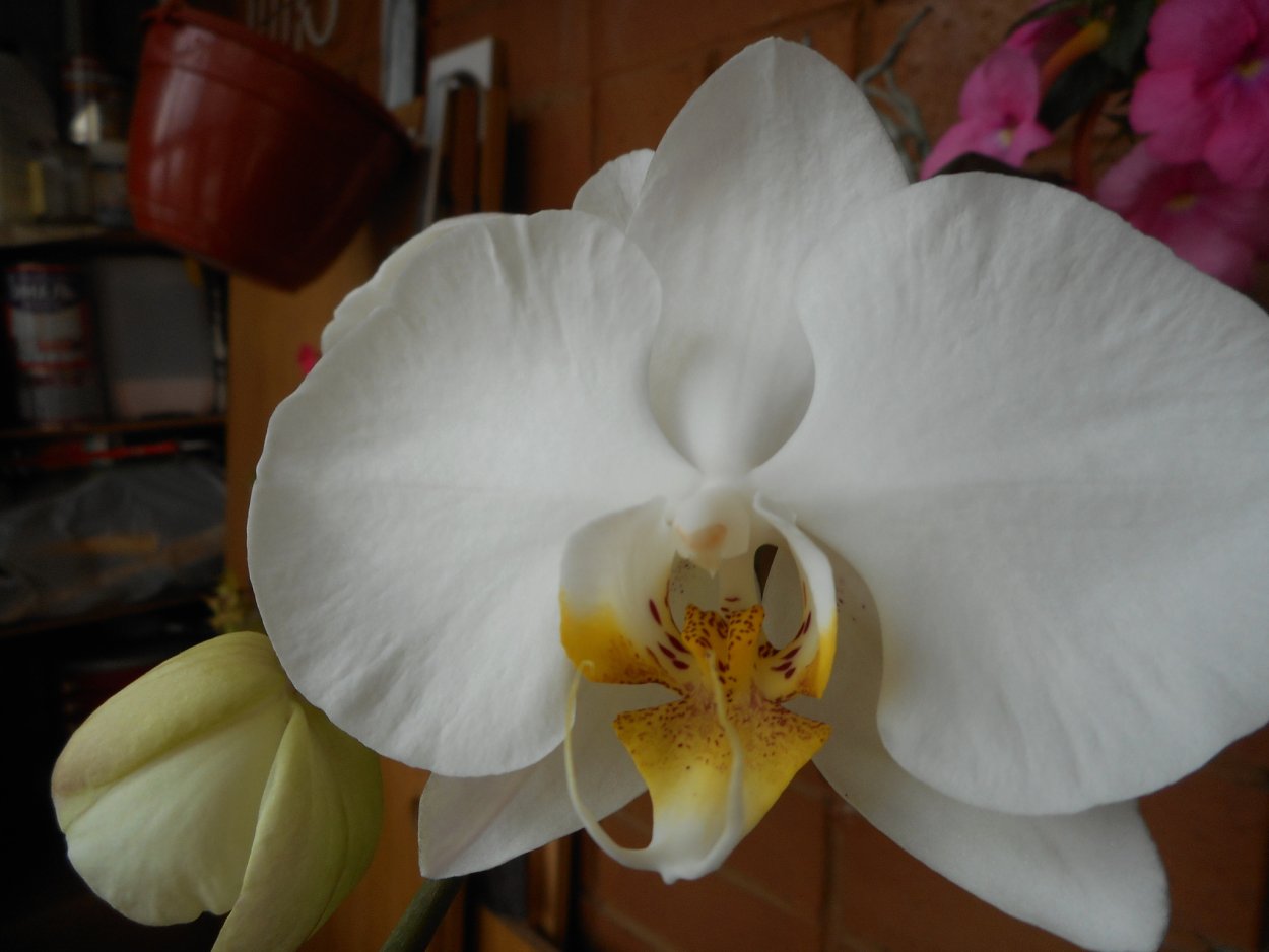 Фаленопсис Даймонд Уайт