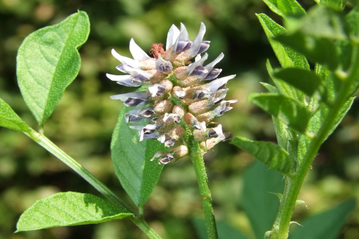 Солодка корень