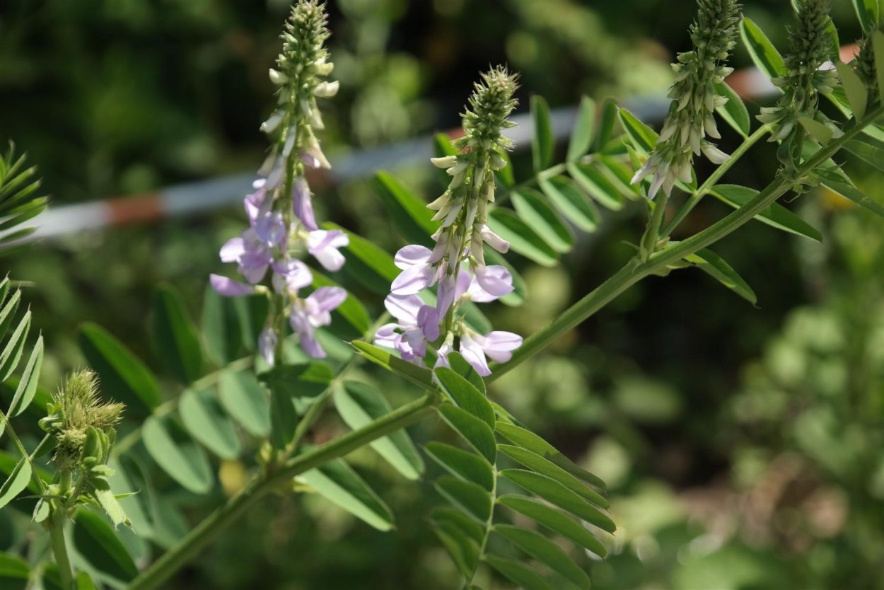 Солодка Уральская (Glycyrrhiza uralensis)