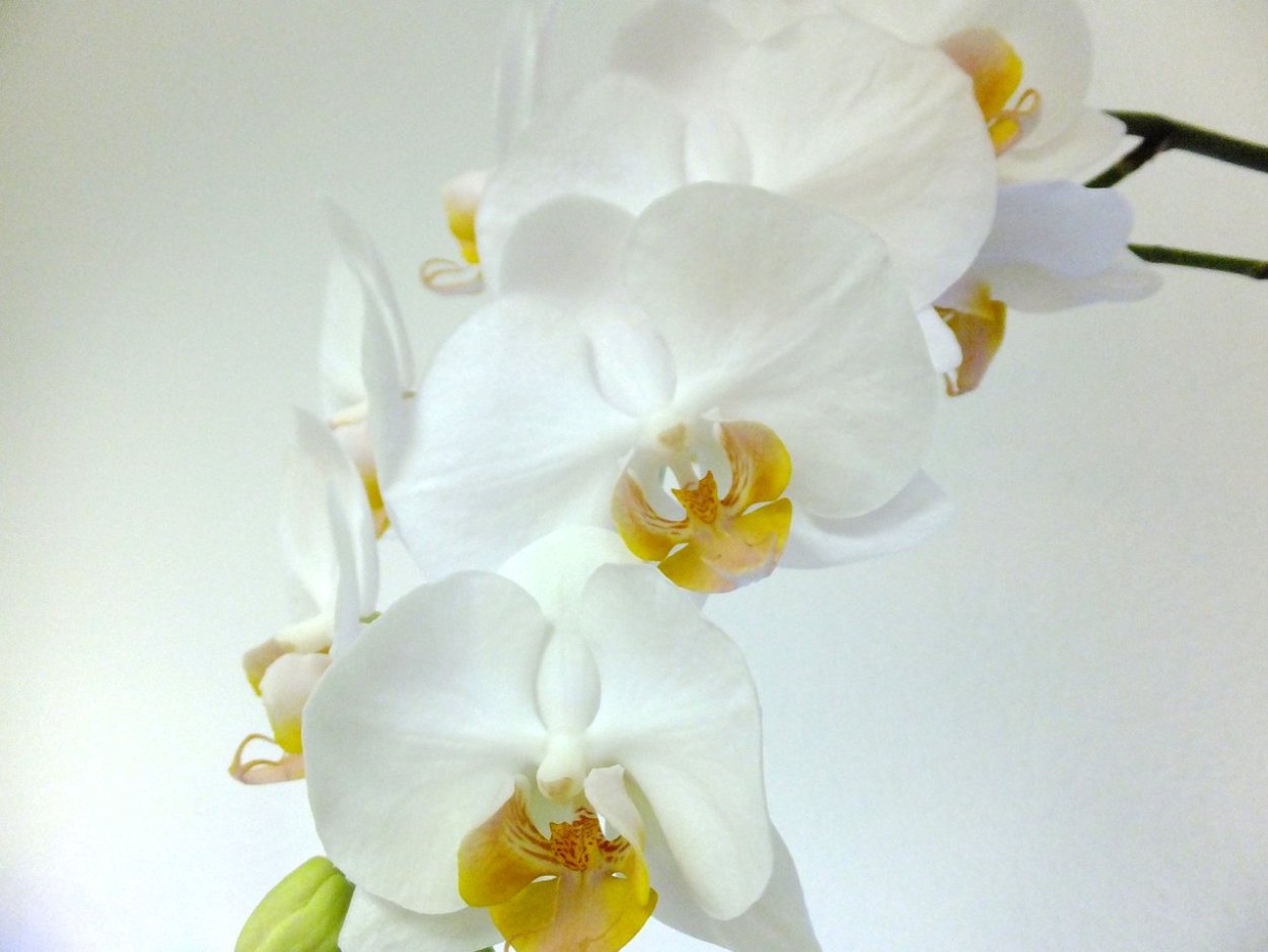 Фаленопсис белый с желтой серединкой
