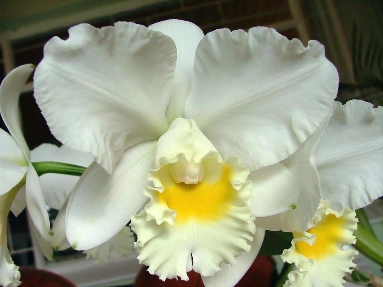 Фаленопсис Lemon