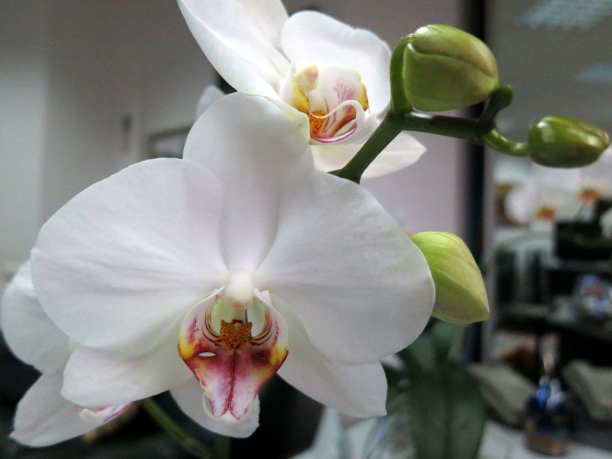 Губа орхидеи фаленопсис