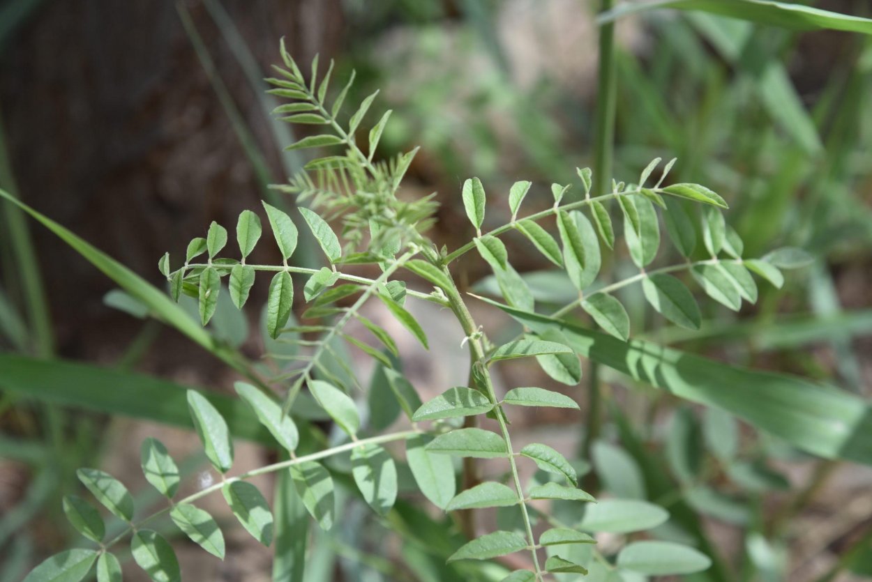 Солодка голая (Glycyrrhiza glabra)