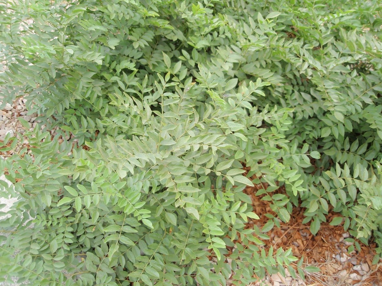 Чёрная лакрица растение