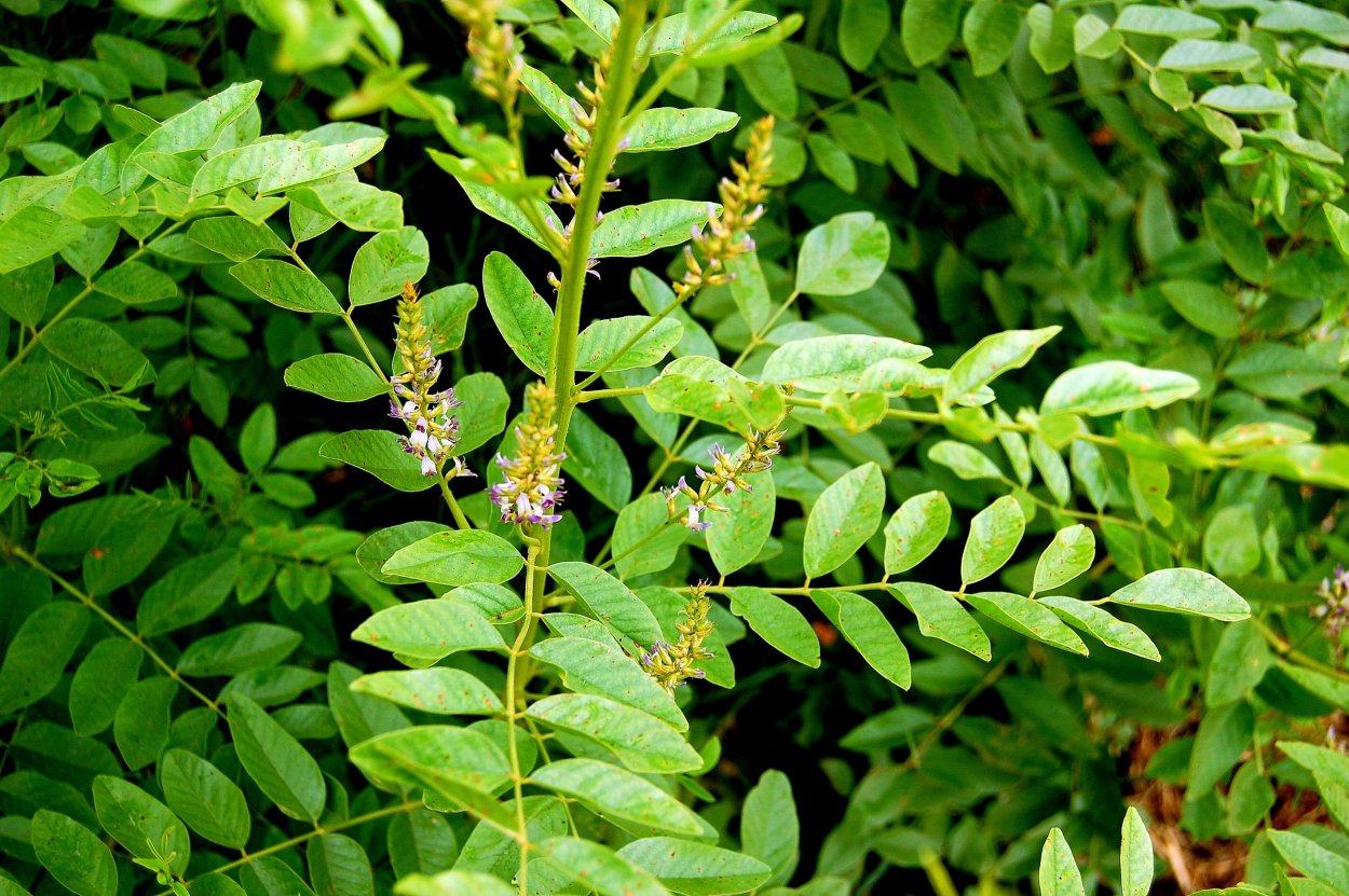 Копеечник Уссурийский
