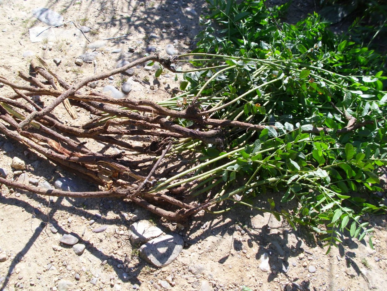 Корень солодки фото