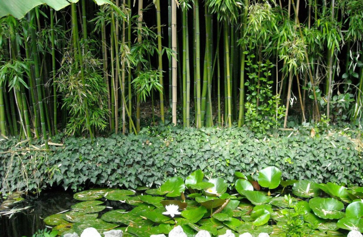 Никитинский Ботанический сад бамбук