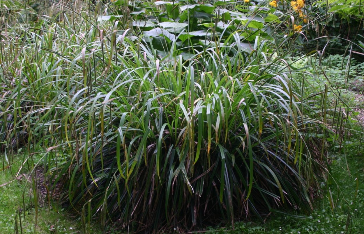 Осока повислая