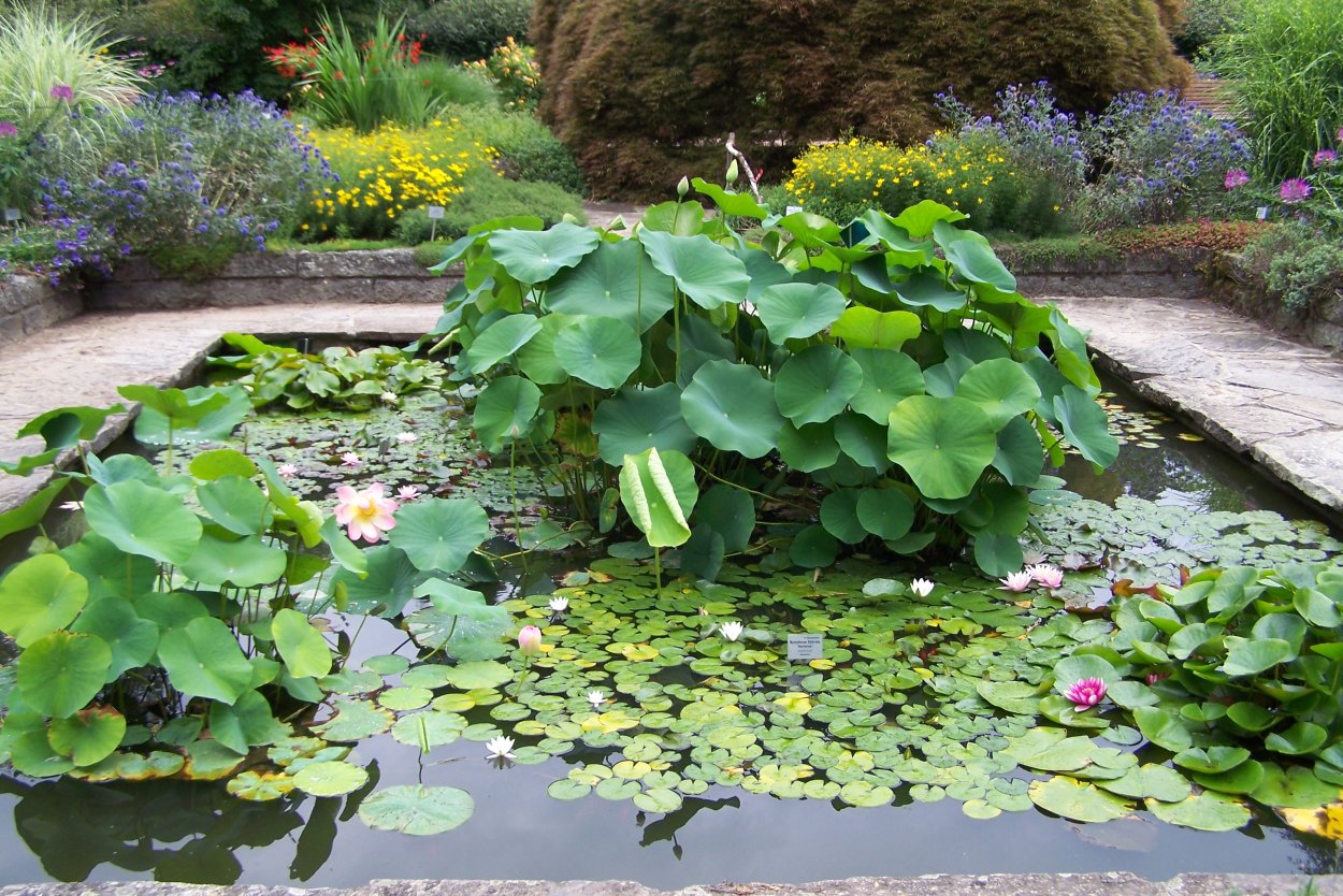 Нимфея Садовая