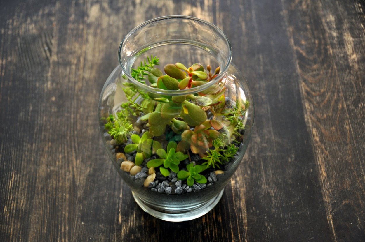 Инструкция по уходу за флорариумом влаголюбивые