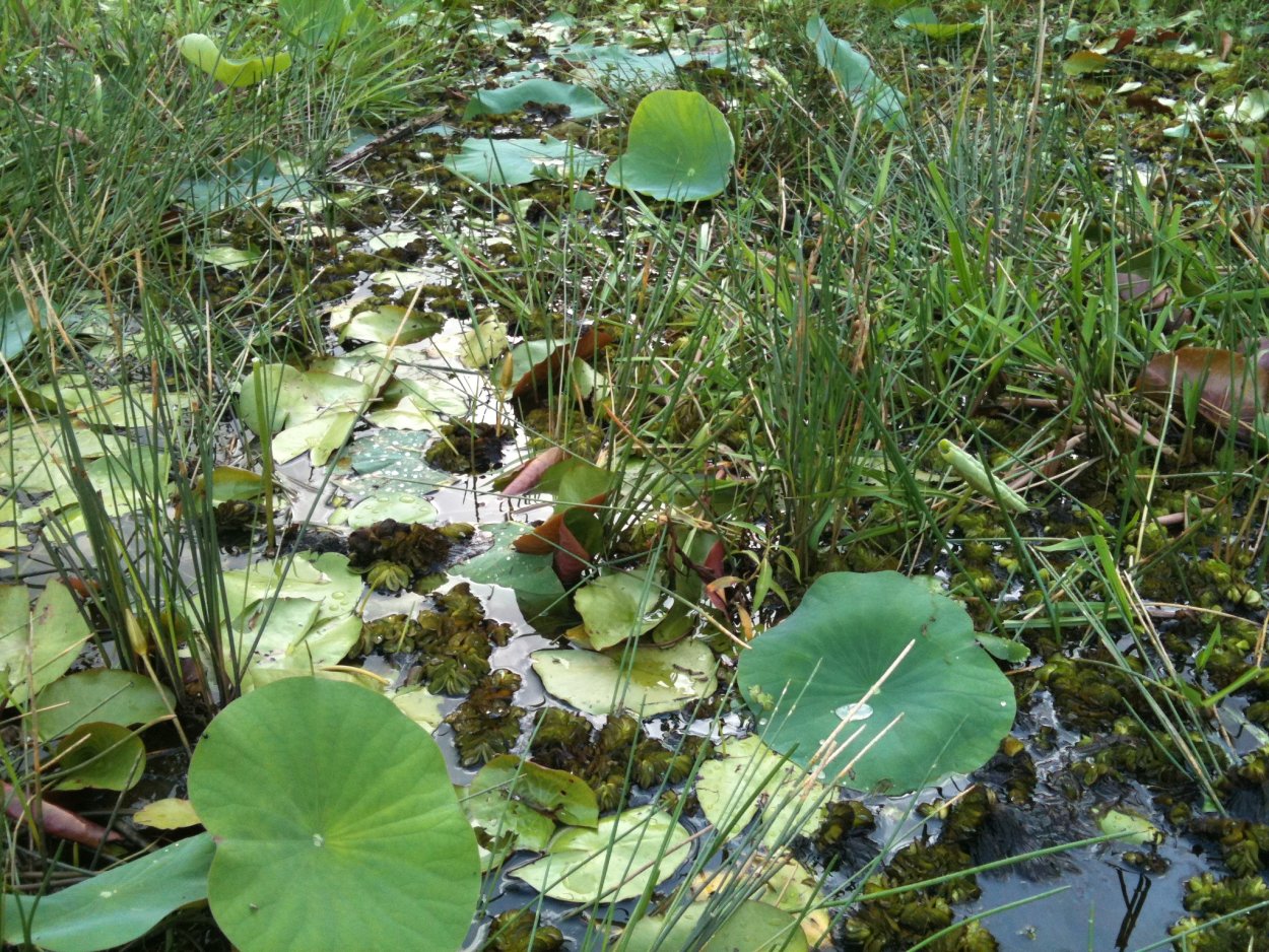 Растения влаголюбивые Дикие