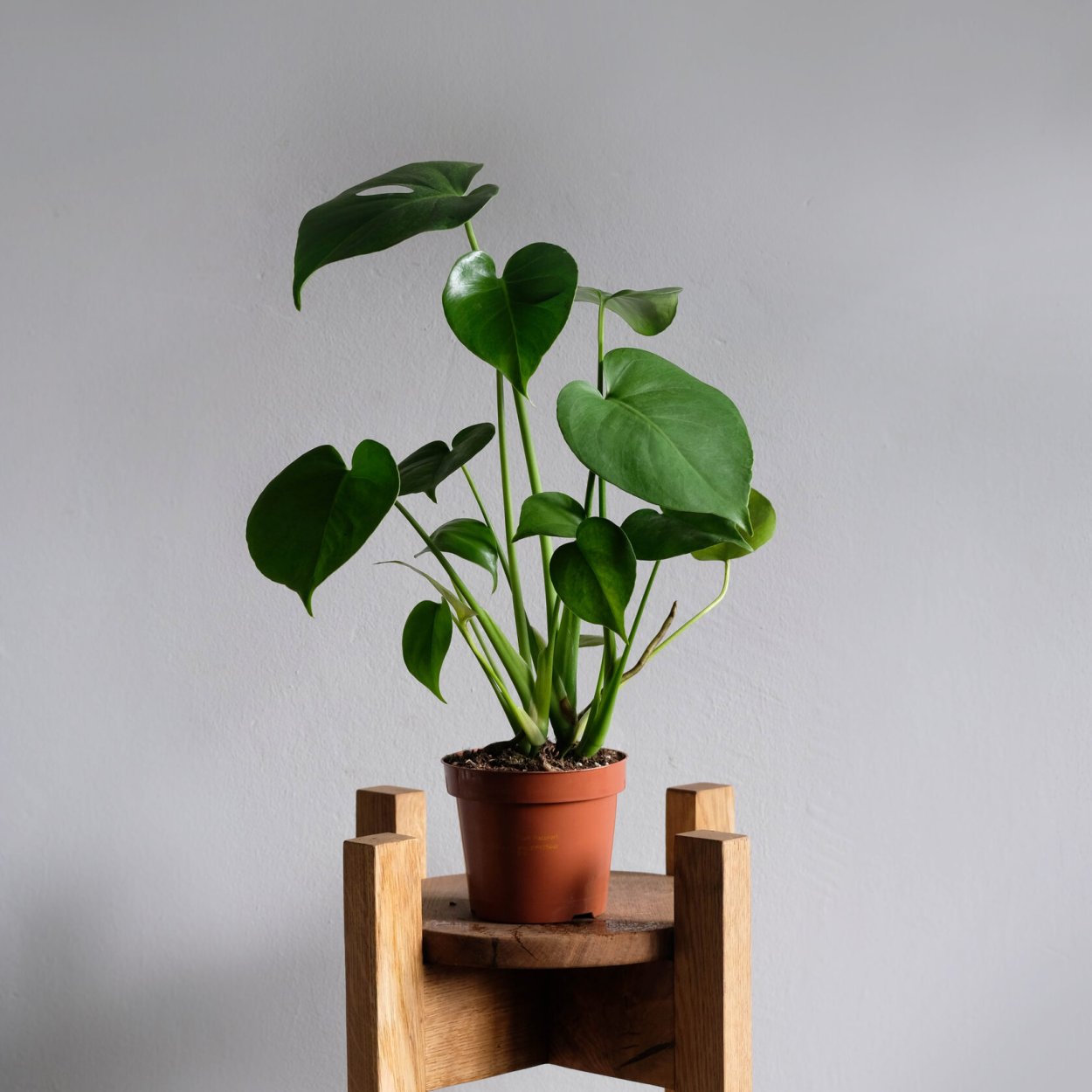 Влаголюбивые комнатные растения