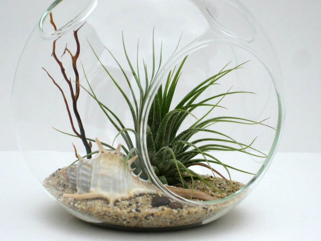 АИР злаковый флорариум