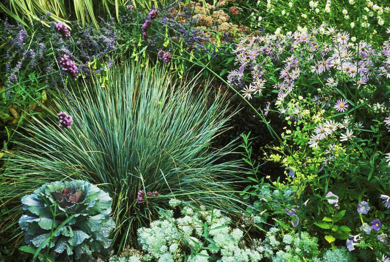 Засухоустойчивые растения для дачи