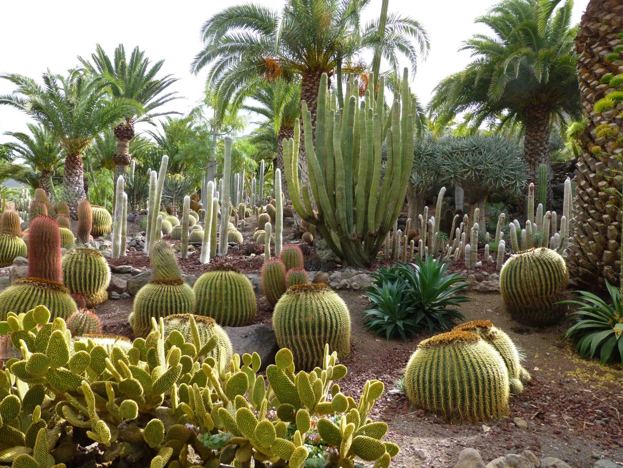 Ксерофит суккулент