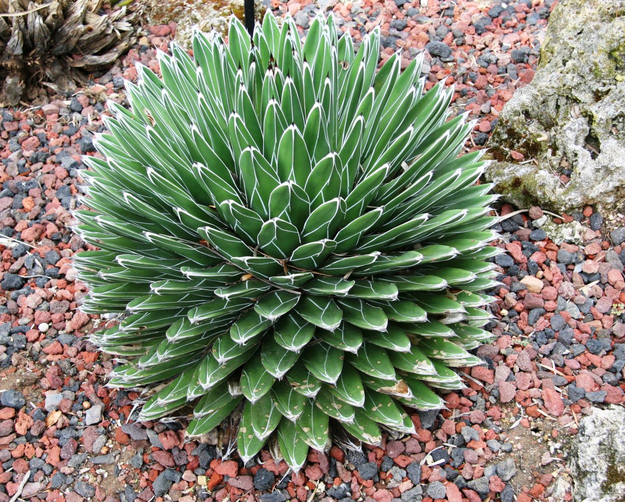 Agave victoriae Reginae