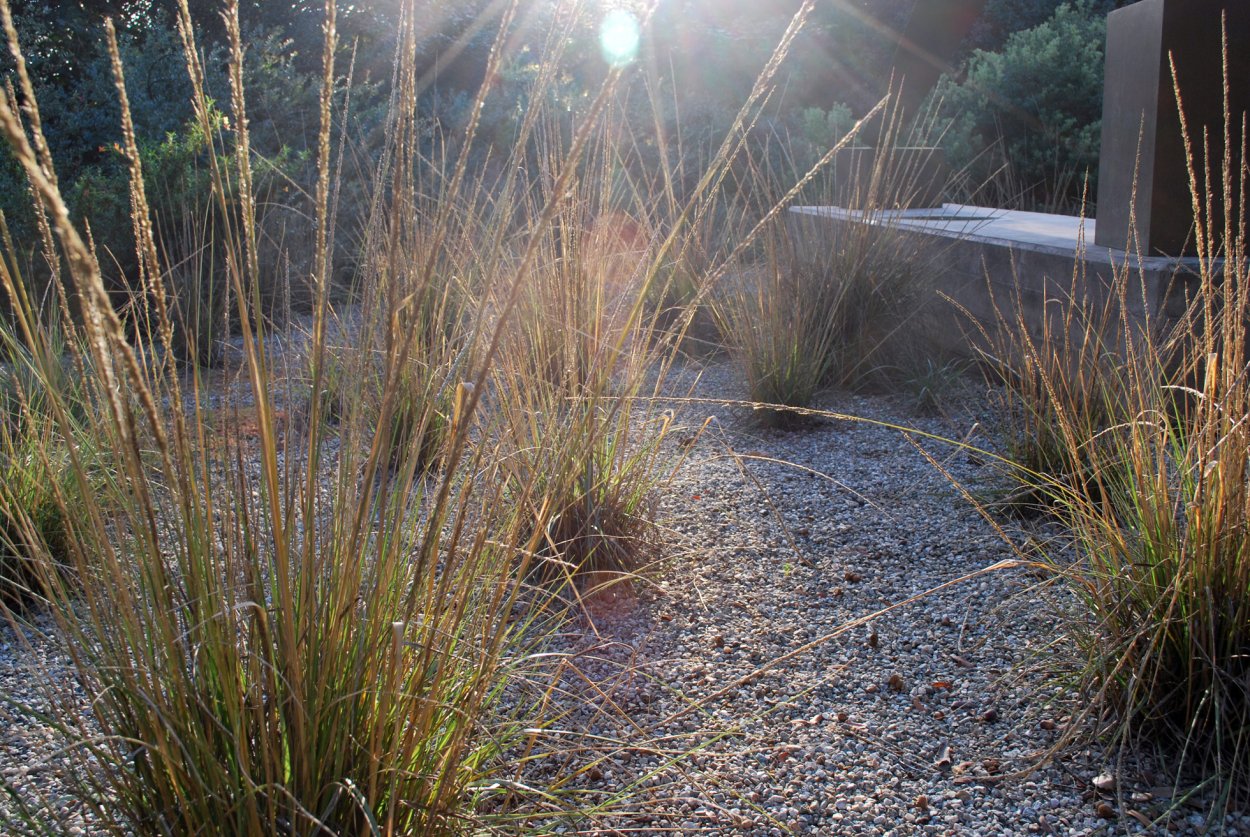 Засухоустойчивые травы