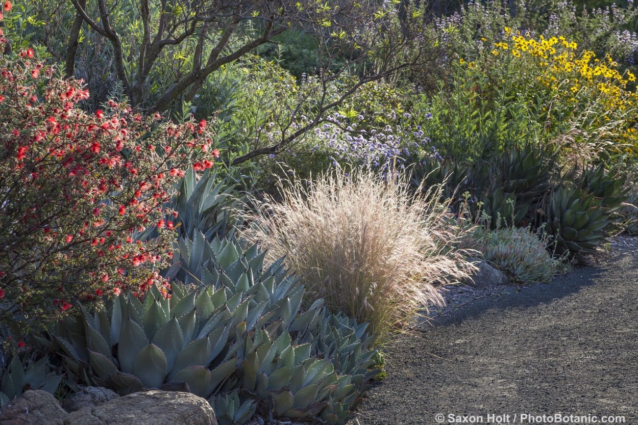 Засухоустойчивые кустарники