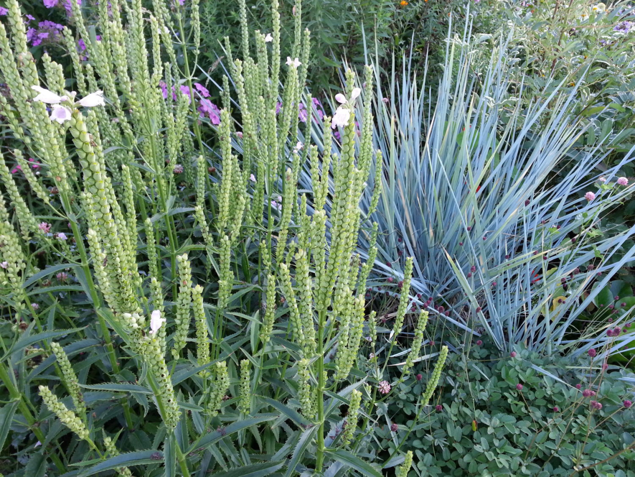 Засухоустойчивые многолетники