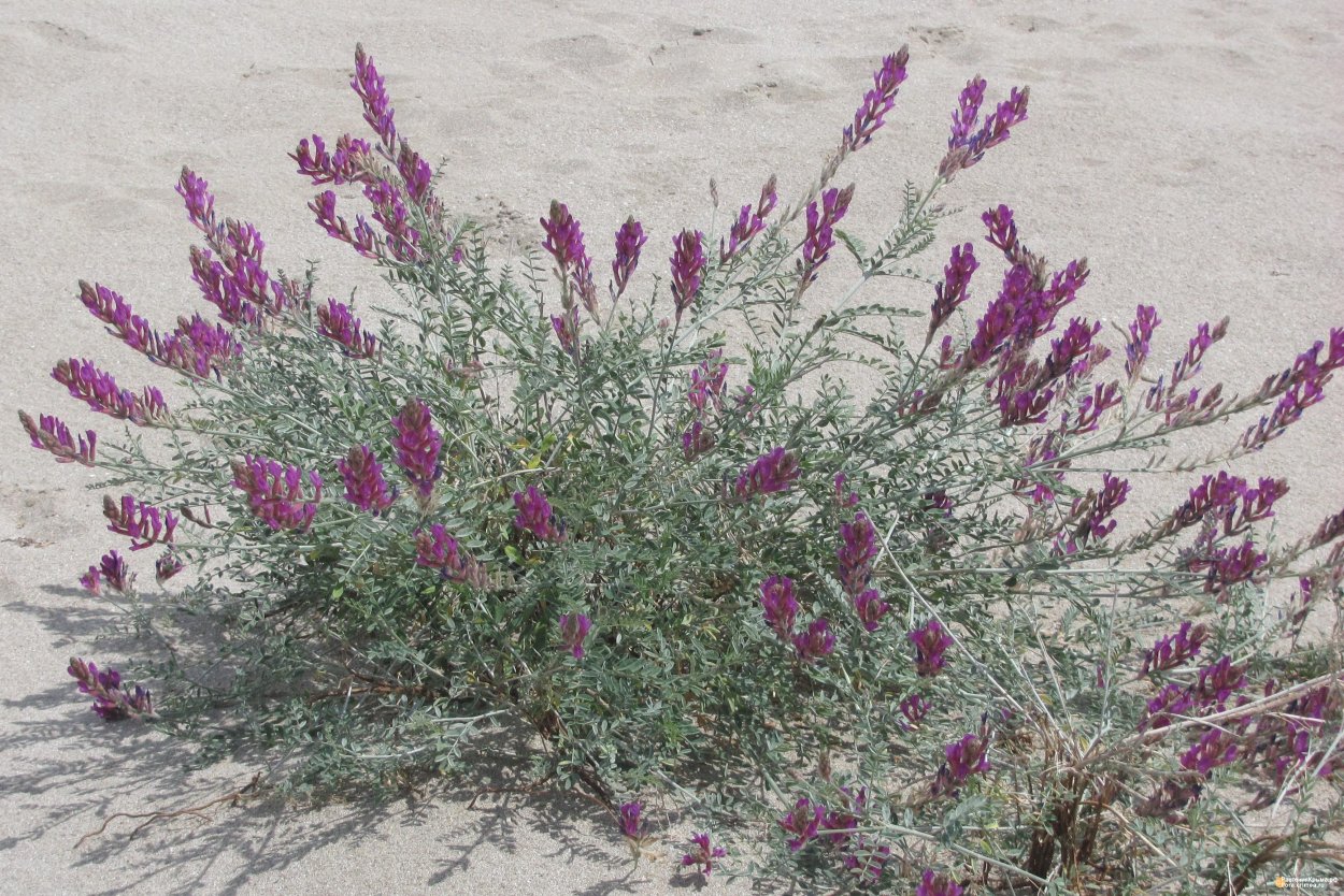 Засухоустойчивые растения Крыма