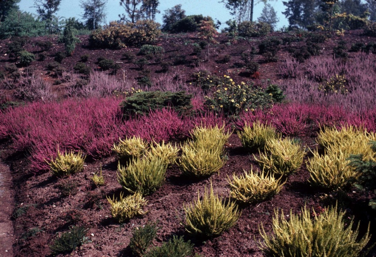 Вереск с хвойниками