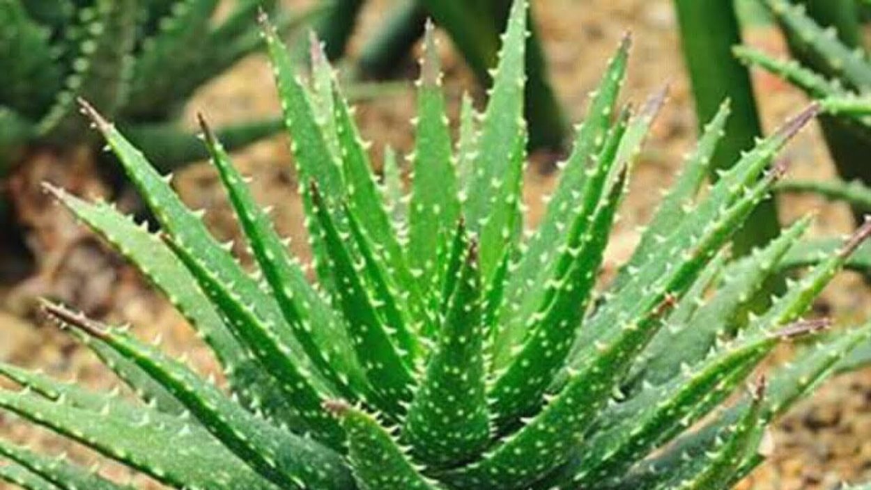 Алоэ широколистный барбаденсис
