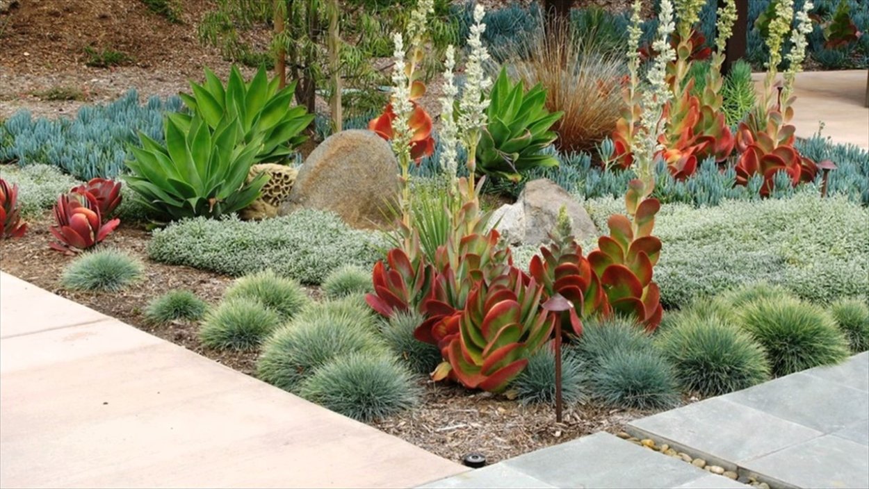 Агава на альпийской Горке