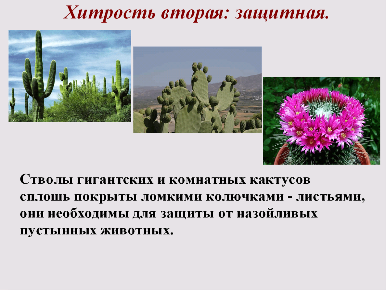 Приспособления растений к среде