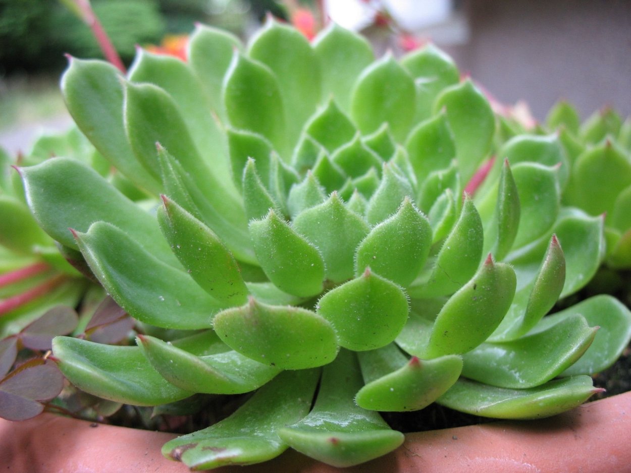 Эхеверия крестовник