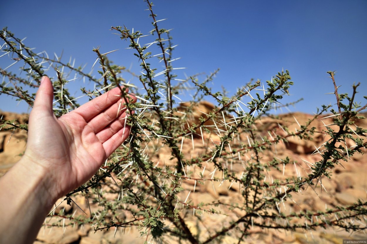 Засухоустойчивый кизимник
