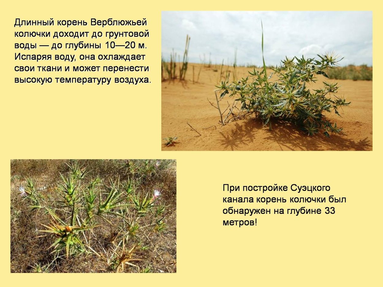 Стебель верблюжьей колючки